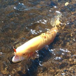 楽しすぎる！ ～平谷湖フィッシングスポット～